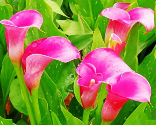 Pink Calla Lily Flowers Paint by number