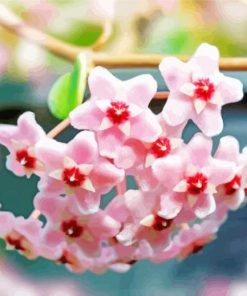 Pink Hoya Plant paint by number number