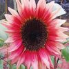 Pink Sunflower In Field paint by number