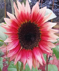 Pink Sunflower In Field paint by number