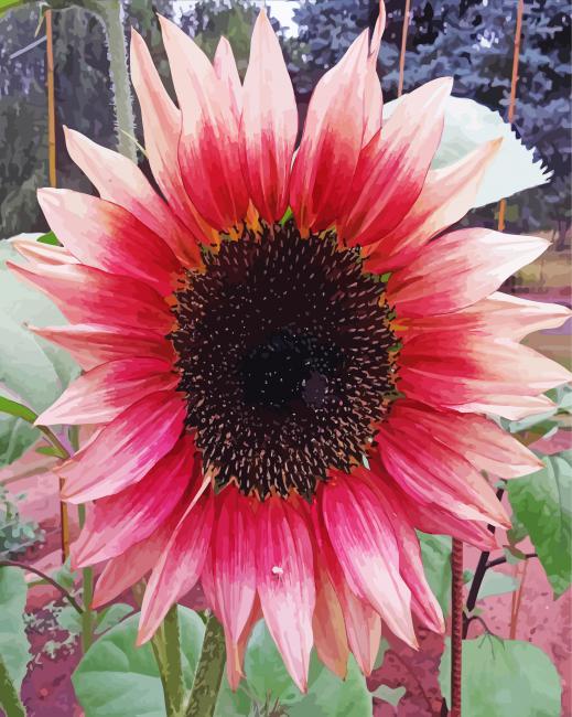 Pink Sunflower In Field paint by number