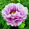 Purple Peony paint by number