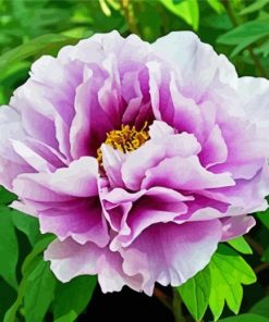 Purple Peony paint by number