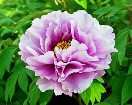 Purple Peony paint by number