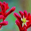Red Kangaroo Paw Paint by number