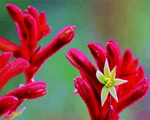 Red Kangaroo Paw Paint by number