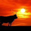 Silhouette Cow Sunset Paint by number