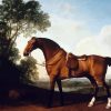 Stubbs Horse paint by number