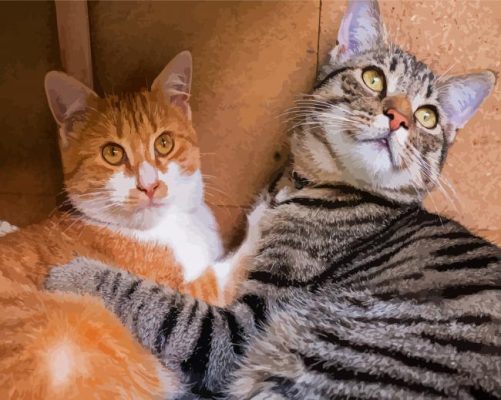 Two Tabby Cats Hugging paint by number