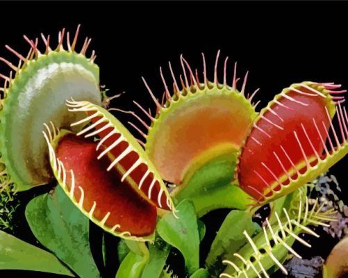 Venus Flytrap Plant paint by number