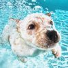 White Dog Swimming paint by number