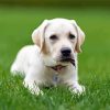 White Labrador Puppy Dog Paint by number