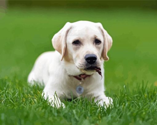 White Labrador Puppy Dog Paint by number