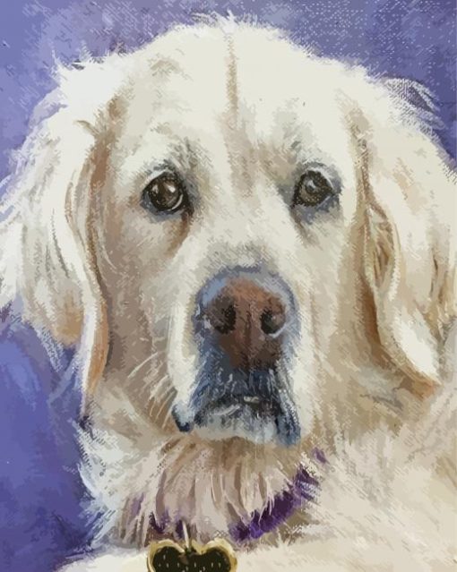White Golden Retriever Art Paint by number