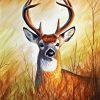Whitetail Deer Art paint by number