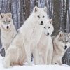 Wintry Wolves In Snow paint by number