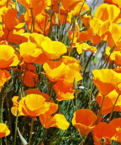 Yellow California Poppies Paint by number