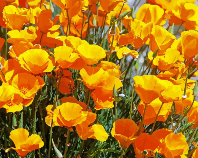 Yellow California Poppies Paint by number