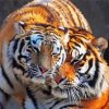 Adorable Tiger Couple paint by number