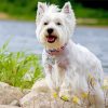 Aesthetic White Highland Terrier paint by number