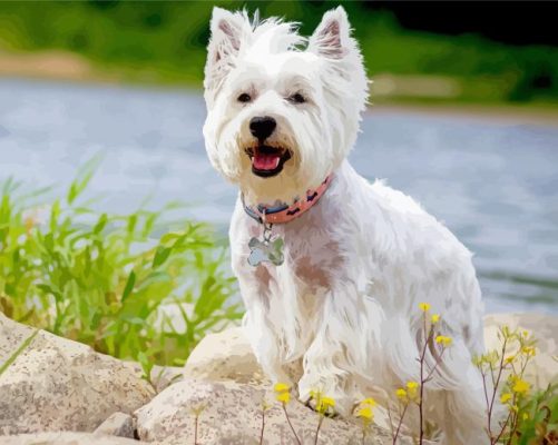 Aesthetic White Highland Terrier paint by number