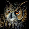 Aesthetic Long Eared Owl paint by number