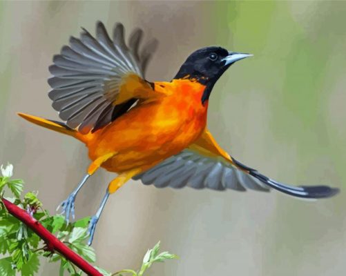 Aesthetic Orioles Bird Art paint by number