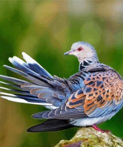 Aesthetic Turtle Dove paint by number