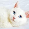 Aesthetic White Cat Animal paint by number