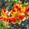 Alstroemeria Flowers paint by number