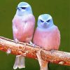 Birds With Pink paint by number
