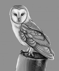 Black And White Owl Bird Portrait Paint by number