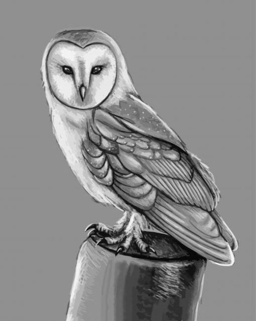 Black And White Owl Bird Portrait Paint by number