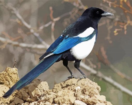 Black Billed Magpie paint by number