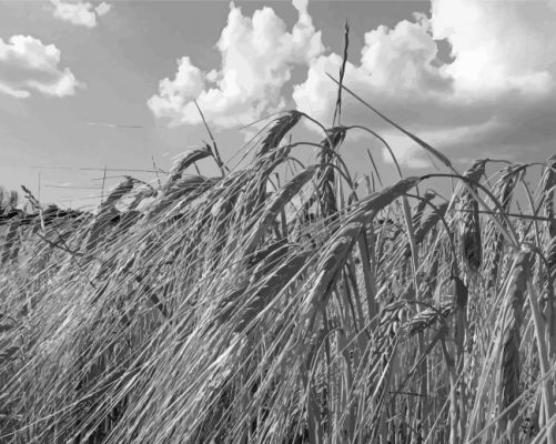 Black White Bread Wheat Field paint by number