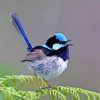 Blue Wren Bird On Tree paint by number