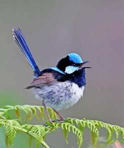 Blue Wren Bird On Tree paint by number