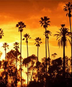 California Palm Trees paint by number