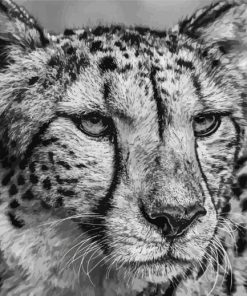 Close Up Black And White Cheetahs paint by number