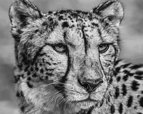 Close Up Black And White Cheetahs paint by number