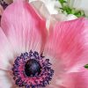 Close Up Pink White Poppy paint by number