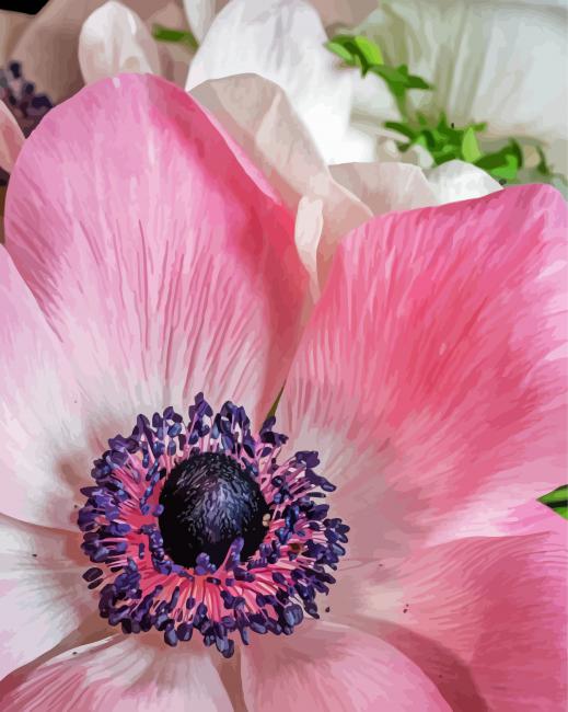 Close Up Pink White Poppy paint by number
