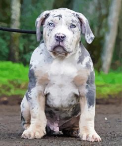 Cute American Bully paint by number