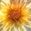 Dahlia Cream Flowers paint by number
