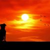 Dog Watching Sunset Silhouette Paint by number