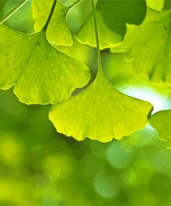 Ginkgo Biloba Leaves paint by number
