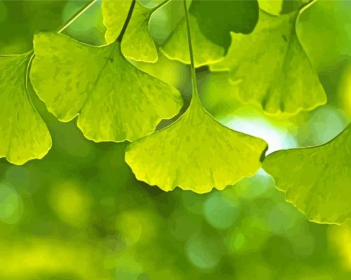 Ginkgo Biloba Leaves paint by number