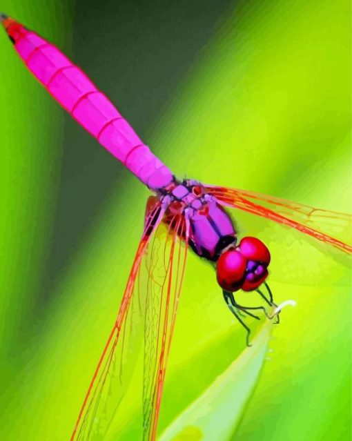 Insect Red Dragonfly Paint by number