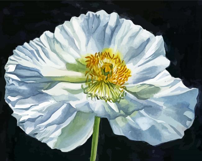 Peaceful White Poppy Art paint by number
