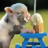Pig Eating Ice Cream paint by number